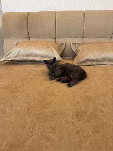 ilan oyuncaq: Britan, Dişi, Yaxşı əllərə, Ünvandan götürmə — 7