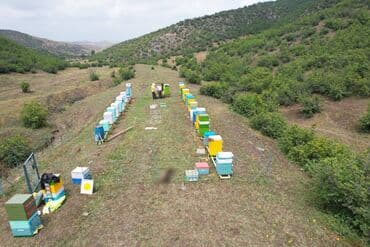 продается мед: ELF BEE'S 1977 ECO-PRODUCT FOR HEALTH AND LONGEVITY Tovuzun — 24