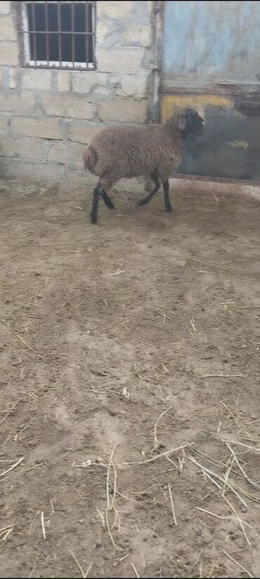 электрическая машинка для стрижки овец: Qurbanlig erkey quzudu diri çəksi 26 kilo — 7