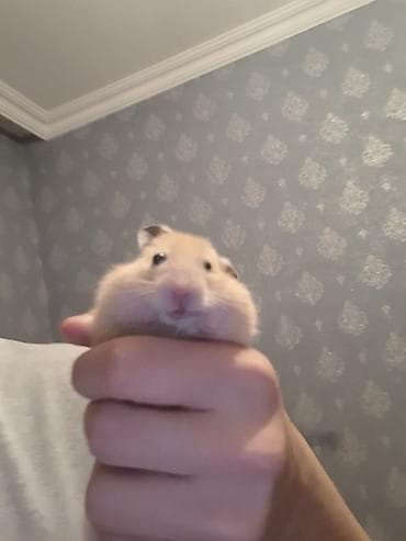 Suriya Hamsteri satılır El böyüklükdedir.Elde durur.Üsdünde elave