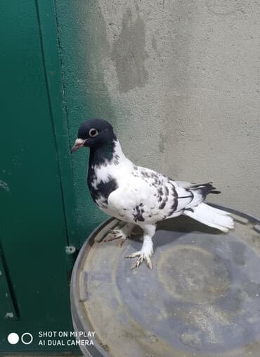 arı şəkilləri: Qara-ağ ləkəli dekorativ göyərçin - Rəng: baş və boyun hissəsi tünd — 4