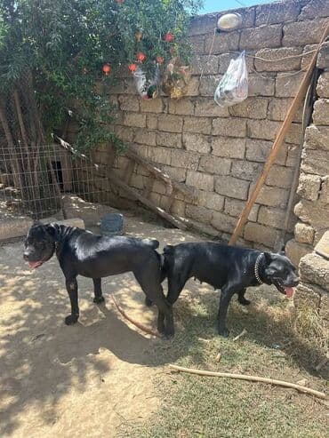 kreditle it satisi: Kane-Korso, 1 ay, Erkek, Peyvəndli, Ünvandan götürmə — 1