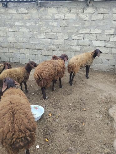 bmw 3 серия 328xi at: Erkək, Qala, il: 1, 70 kq — 18