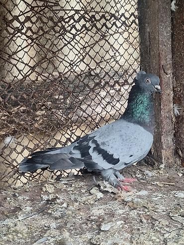 сколько стоит собака бу: Kəməri göy erkək satılır — 1