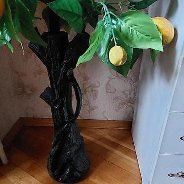 samovar alisi: Dekorativ limon agaci dibceksizde qala bilir. Baha alinib — 4