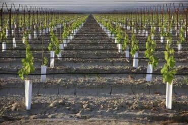 gul ekmek ucun torpaq: Suvarma sistemlərinin ağıllı sistemlə wifi və ya avtomatik idarəetmə — 23