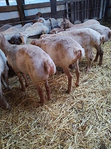 tap az pisik: Çəkiləri 15-18kq arası super kök erkəy quzulardı tərəziynən 9.5m Dan — 1