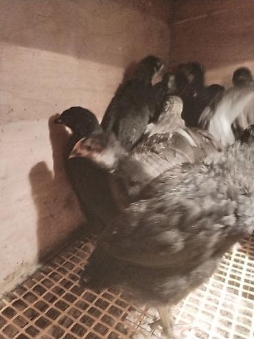 toyuq yuvası: Toyuq cücələri, Ətlik — 2