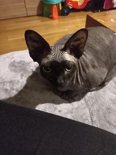 Sfinks, Erkək, Yaxşı əllərə