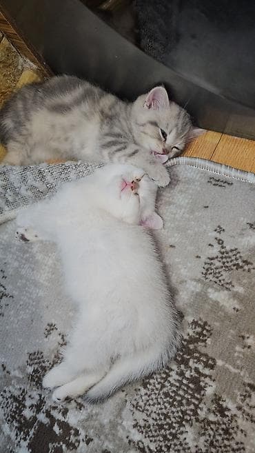 Ferrari: Шотландская, Самец, Самовывоз — 6