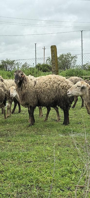 Qoyun satılır. Damazlıq və qurbanlıq Quyunlar satılır .Qiymət lalafo.az -da Qoyun satılır. Damazlıq və qurbanlıq Quyunlar satılır .Qiymət