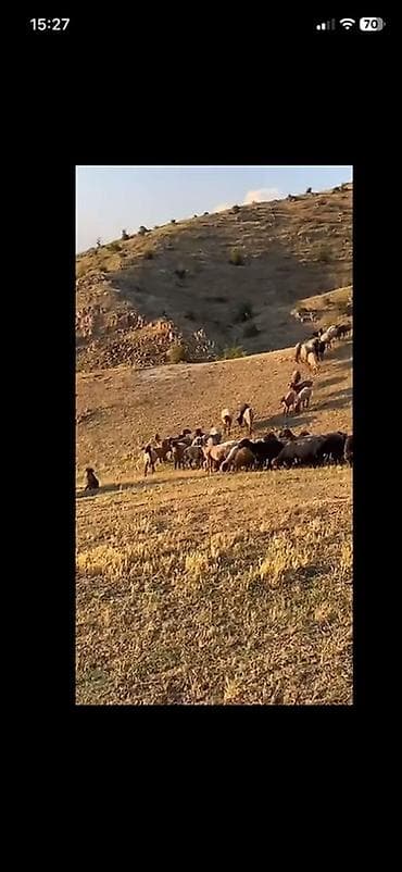 çov çov: Fermer, Kişi, 60 yaş, Təcrübəsiz — 3