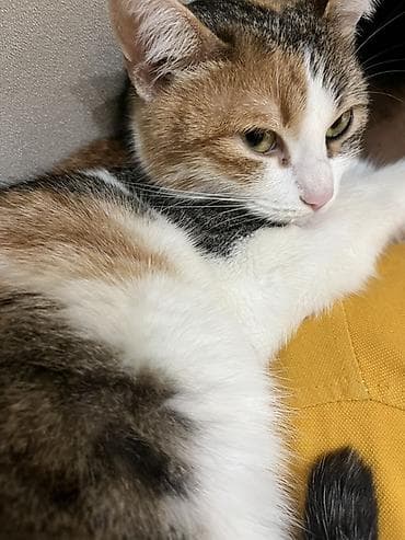 sfinks pişiyi: Dişi, Yaxşı əllərə, Ünvandan götürmə — 3