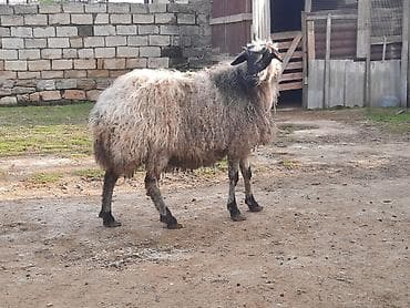 Ətlik dişi qoyun satılır.Kök heyvandı.Diri çəkisi 6 AZN