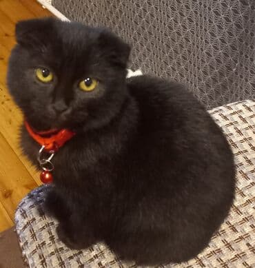 erkək pişik: Şotland yastı qulaq, Dişi, Ödənişli çatdırılma — 5