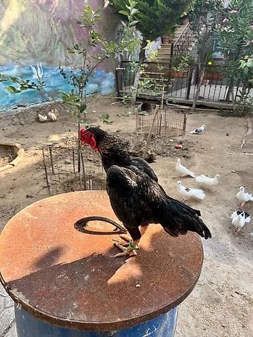 Попугаи: Ko shamo tək xoruzu qalıb fərəsi ölüb — 2