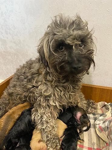 tuklu itler qiymeti: Yavrulu it – balalar - Ana it qıvrım tüklü, orta ölçülü, ev — 1