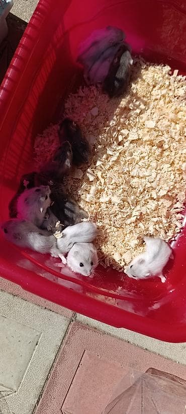 Gəmiricilər: Yeni qəfəs😍 2xomyak ağ və boz🥰 qəfəsin içində Fırlanan çarxı🤩 Su — 2