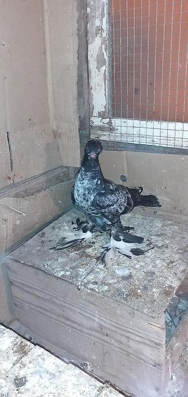 akvaryum bali̇q yemi̇: Yeni balalar oynaq quşların balalarıdı! Fikri ciddi olanlar narahat — 2