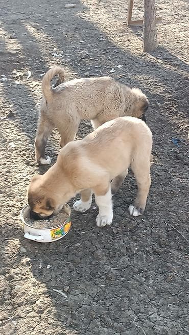 sabuncu it bazari: Kanqal — 3