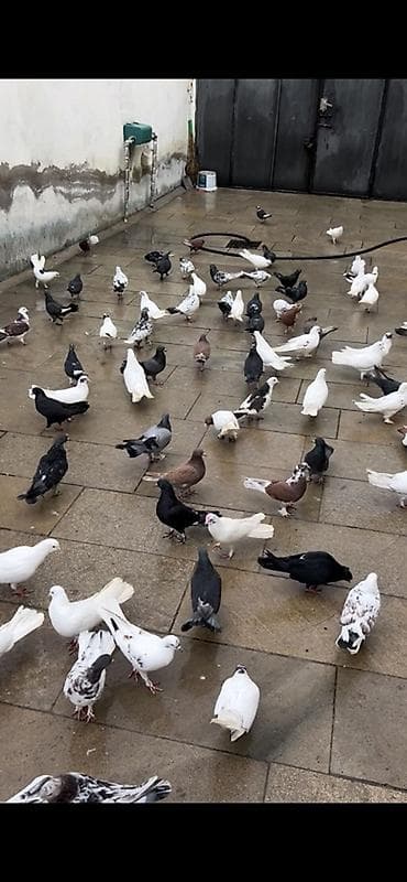 sumqayıt göyərçin: Hamisi satilir, KOM VERILMIR, qiymet 5-15 arasi quwdar xirdalandadi — 1