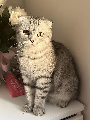 Pişiklər: Şotlant erkekdi cütləşdirilir — 2