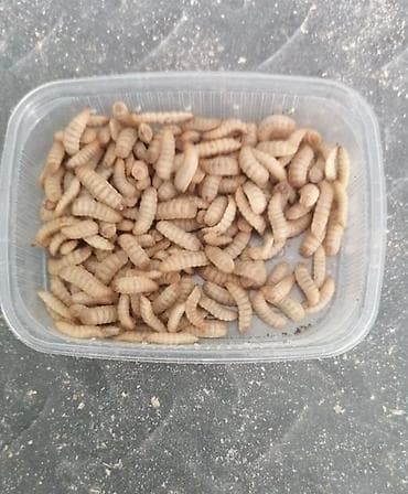 Akvariumlar: Qara əsgər milçəyi (Black Soldier Fly) sürfələri – zülal və yağla — 2