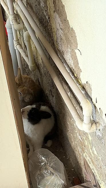 dovsan balasi: Ev dovşanları – müxtəlif rənglərdə balalar - Növ: Ev dovşanı (pet) - — 2