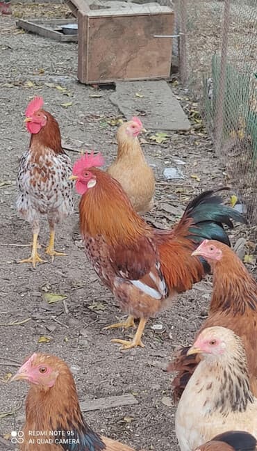 xoruzun cinsiyyet orqani: Xoruzlar. xoruzlar satılır — 1