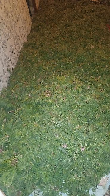 Dax şomsdi istyen olsa yasin