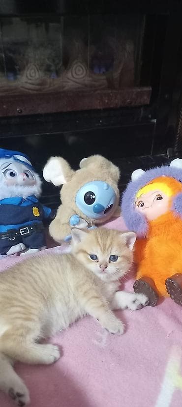 Britan, Yaxşı əllərə