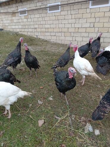 pekines satışı: Məhsul: Hinduşka sürüsü Təsvir: - Şəkillərdə olan sağlam, iriqaşlı — 1