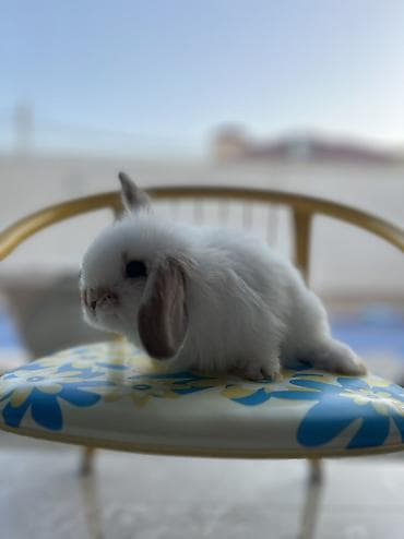 canaqlı heyvanlar: 🐰 1 aylıq Safqan Holland Lop balası satılır ✅ 1 aylıqdır ✅ Safqan — 3