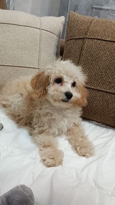 ucuz pudel: Pudel, 3 ay, Erkek — 1