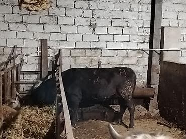 inək adı: Salam aleykum düyə heyvandi 1 ni dogub boş bekar adamlar narahat — 1