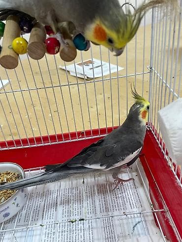 danisan quslar: Erkək dişi cüt. Qəfəs ilə birlikdə veriləcək — 3