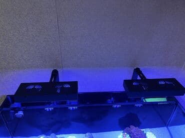 su pişiyi: 2 eded teze led akvarium ishigi satilir hem okean hem shirin su — 4