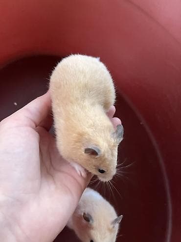lal ordek balasi: Hamster və qəfəs dəsti Məhsul təsviri: İki ədəs- Kiçik ölçülü suriya — 3