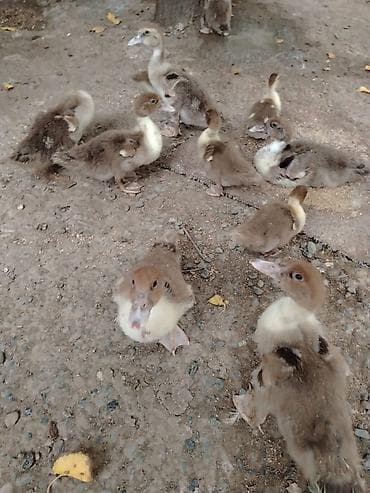 quşlar: Lal ördek balası sort ördek.2 aylıqdı et yıgan ördek Muscovy/hind — 2