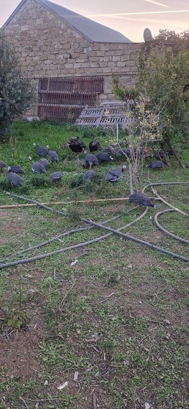 рынок животных в баку: Məhsul: Qvineya quşları (cücələr və gənc quşlar qarışıq sürü) Təsvir — 2