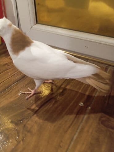 tap az goyercin satisi: Cins: göyərçini Rəng: Sarı boynuĝüllü desde kekilli boyun pecat — 8