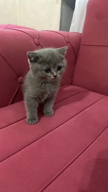 sirin heyvan adlari: Boz rəngli balaca pişiklər – tüklü, yumşaq və çox mehriban Təsvir: - — 9