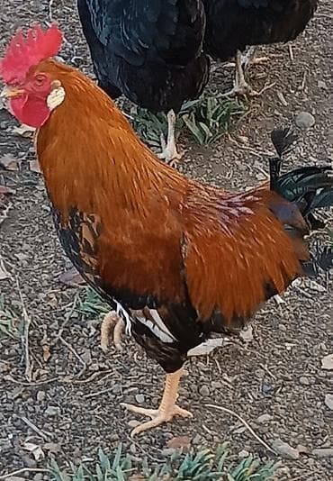 Другие с/х животные: Xoruz satılır Onun parlaq qırmızı darağı və sarı dimdiyi, həmçinin — 1