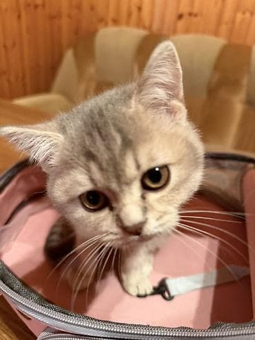 afkalka iti kim satır: Dişi — 2