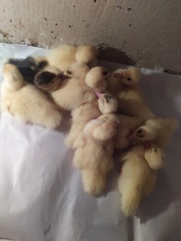 kənt cücəsi: Lal ördək balası satılır — 4