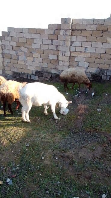 erkey quzu: Sani keçisi satılır istəyən olsa yazsın video sun atım baxın real — 3