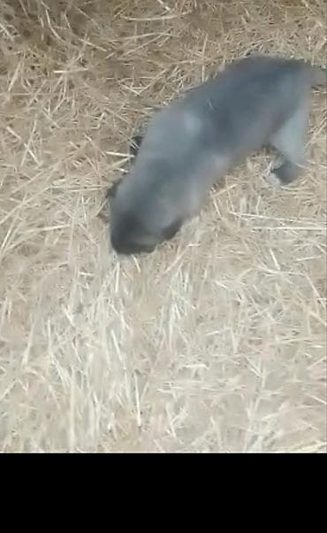 Kanqal 23 günlüy lalafo.az -da Kanqal 23 günlüy