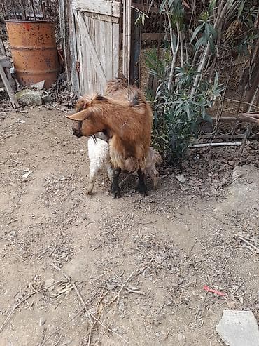 rus keçisi: Məhsul: Ana keçi və iki bala Təsvir: - Şəkillərdə ana keçi və yanında — 2