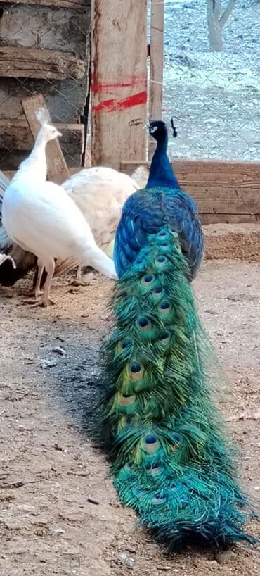 en iri it cinsi: 1 ədəd 4 illik 1 ədəd 2.5 illik erkək qaraqanad. Damazlıq və qan — 8