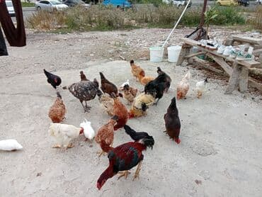 anqut quşu: Fəreler14 azn, 2 əded ana ündüşqa 1ədədi 40azn, Astilop xoruz 40m — 7